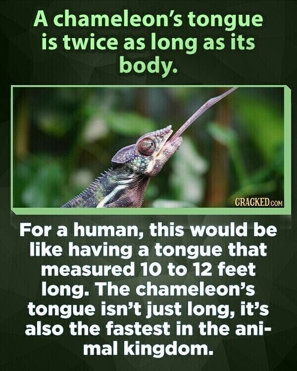 A chameleon's tongue is twice as long as its body. CRACKED.COM For a human, this would be like having a tongue that measured 10 to 12 feet long. The chameleon's tongue isn't just long, it's also the fastest in the ani- mal kingdom.