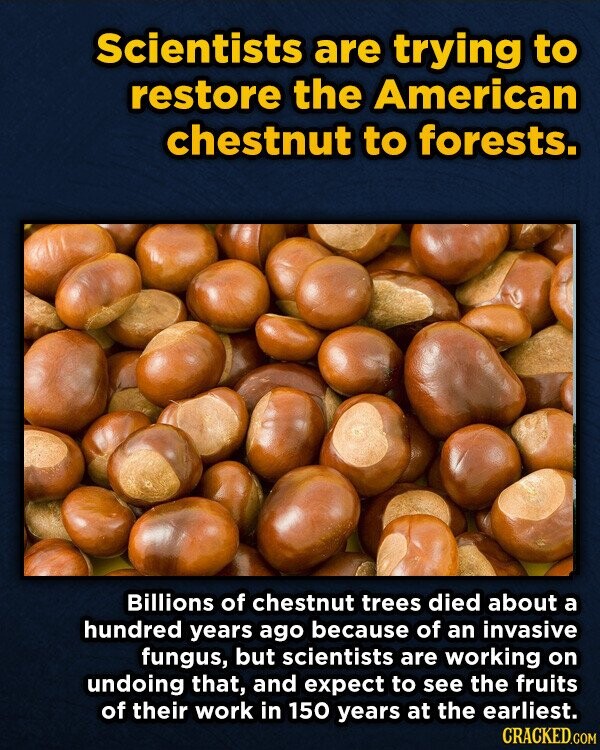 Scientists are trying to restore the American chestnut to forests. Billions of chestnut trees died about a hundred years ago because of an invasive fungus, but scientists are working on undoing that, and expect to see the fruits of their work in 150 years at the earliest. CRACKED.COM