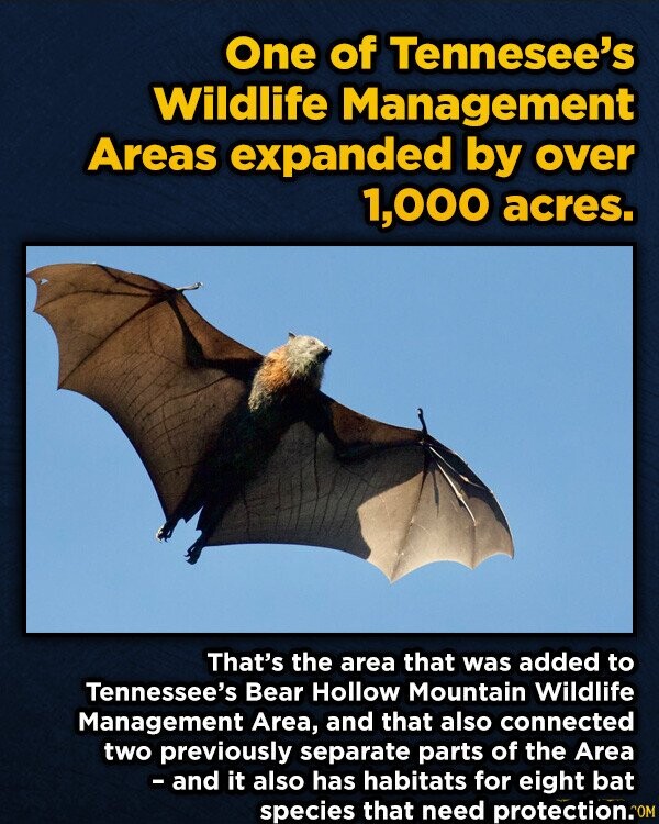 One of Tennesee's Wildlife Management Areas expanded by over 1,000 acres. That's the area that was added to Tennessee's Bear Hollow Mountain Wildlife Management Area, and that also connected two previously separate parts of the Area - and it also has habitats for eight bat species that need protection.com