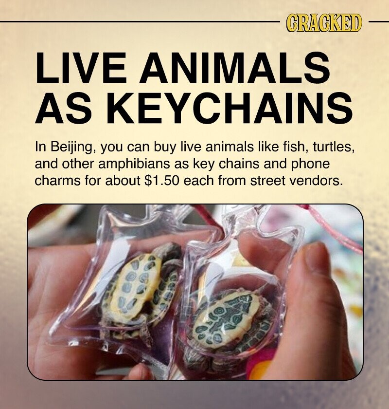 CRACKED LIVE ANIMALS AS KEYCHAINS In Beijing, you can buy live animals like fish, turtles, and other amphibians as key chains and phone charms for about $1.50 each from street vendors.