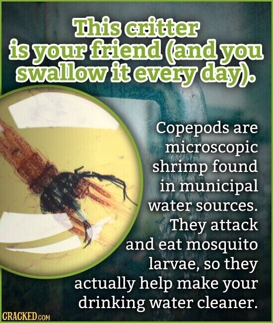 This critter is your friend (and you swallow it every day). Copepods are microscopic shrimp found in municipal water sources. They attack and eat mosquito larvae, so they actually help make your drinking water cleaner. CRACKED.COM