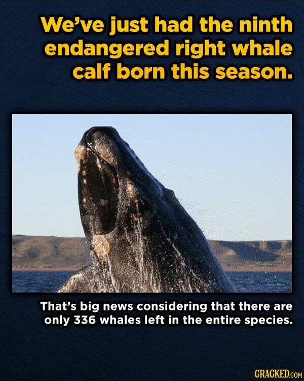 We've just had the ninth endangered right whale calf born this season. That's big news considering that there are only 336 whales left in the entire species. CRACKED.COM