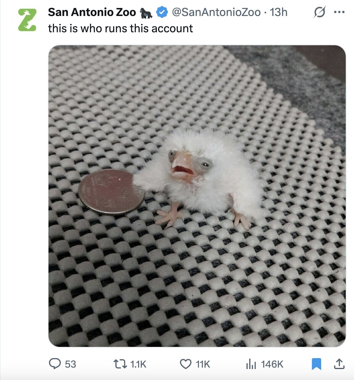San Antonio Zoo @SanAntonioZoo. 13h s ... Z this is who runs this account 53 1.1K 11K del 146K