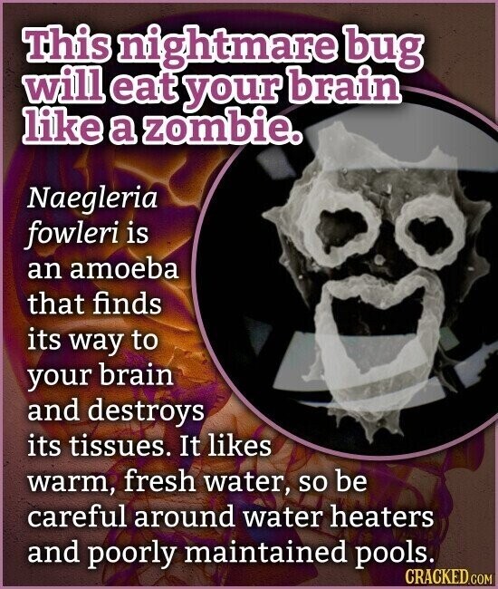 This nightmare bug will eat your brain like a zombie. Naegleria fowleri is an amoeba that finds its way to your brain and destroys its tissues. It likes warm, fresh water, so be careful around water heaters and poorly maintained pools. CRACKED.COM