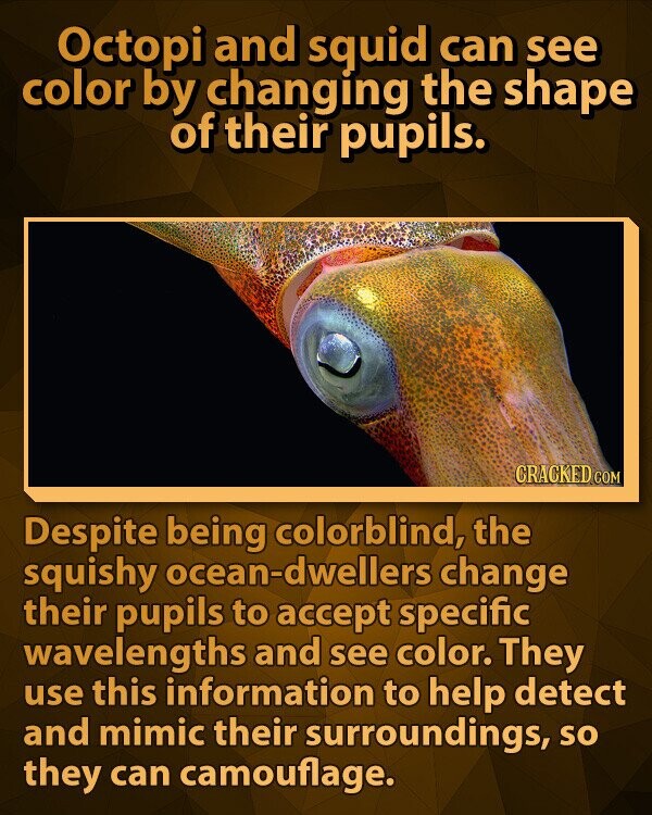 Octopi and squid can see color by changing the shape of their pupils. CRACKED.COM Despite being colorblind, the squishy ocean-dwellers change their pupils to accept specific wavelengths and see color. They use this information to help detect and mimic their surroundings, so they can camouflage.