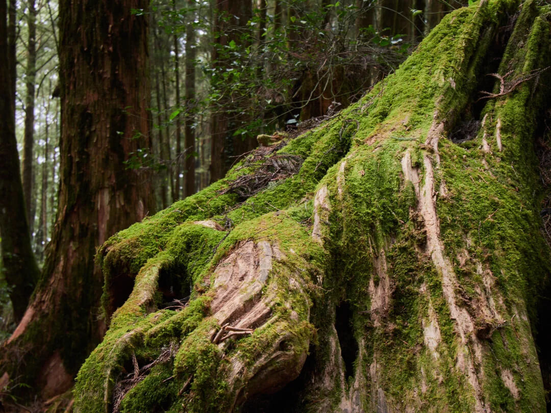 Photos That Are Too Good to Scroll Past