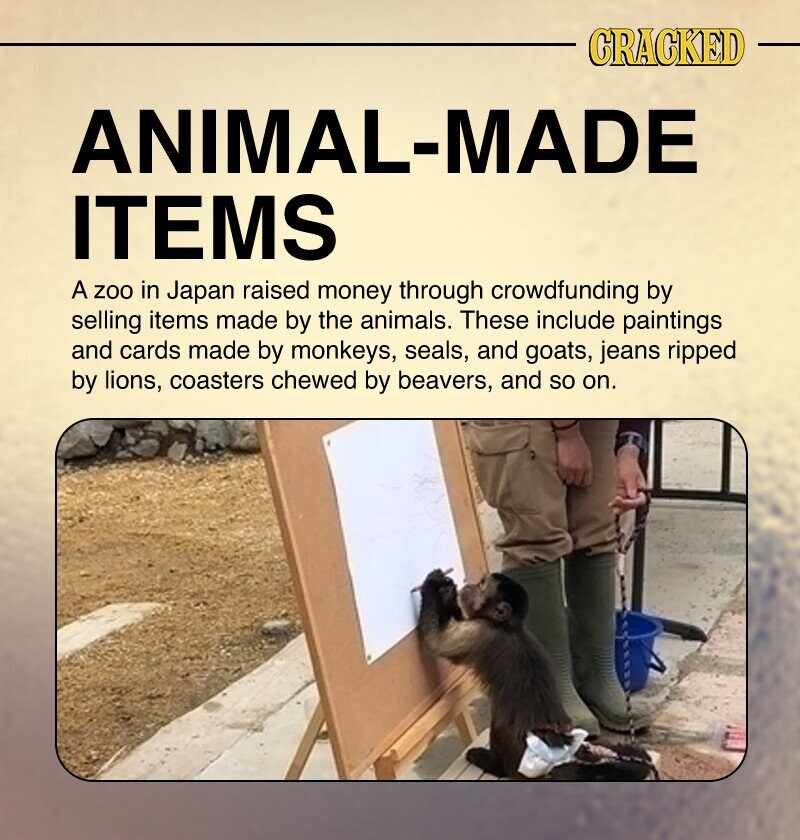 CRACKED ANIMAL-MADE ITEMS A zoo in Japan raised money through crowdfunding by selling items made by the animals. These include paintings and cards made by monkeys, seals, and goats, jeans ripped by lions, coasters chewed by beavers, and so on.