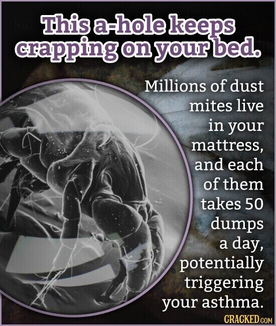 This a-hole keeps crapping on your bed. Millions of dust mites live in your mattress, and each of them takes 50 dumps a day, potentially triggering your asthma. CRACKED.COM