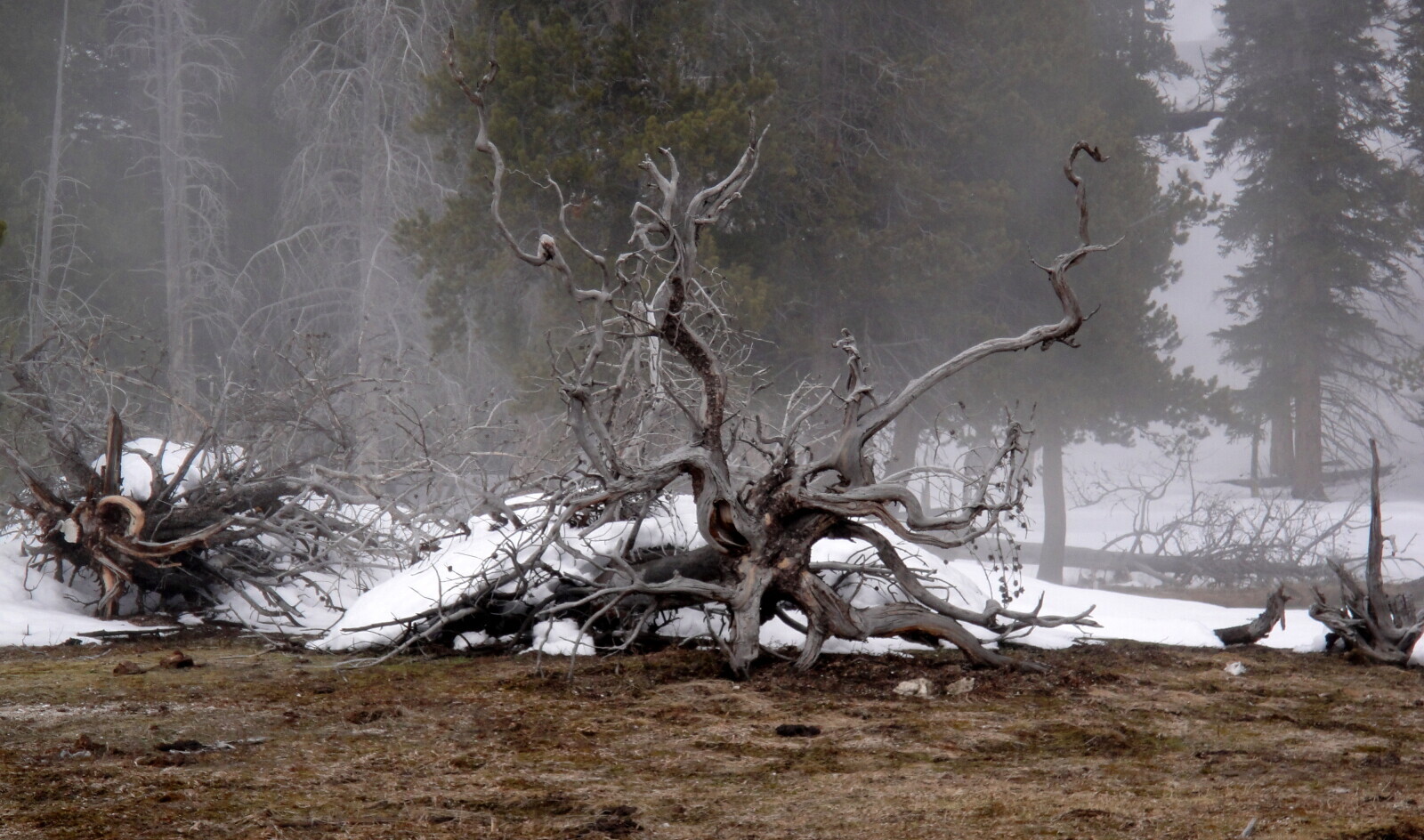 Striking Photos of Yellowstone, America's Unique Land