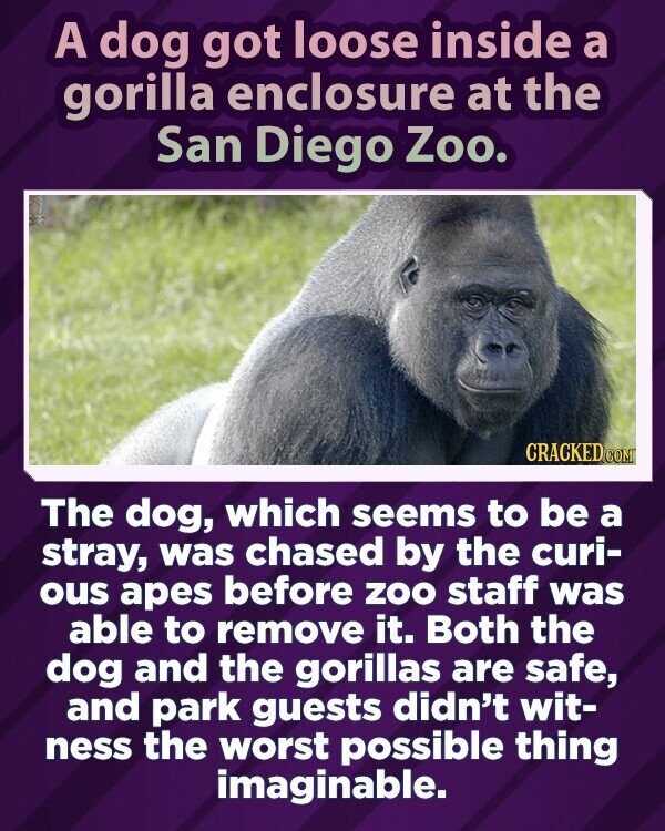 A dog got loose inside a gorilla enclosure at the San Diego Zoo. CRACKED.COM The dog, which seems to be a stray, was chased by the curi- ous apes before ZOO staff was able to remove it. Both the dog and the gorillas are safe, and park guests didn't wit- ness the worst possible thing imaginable.