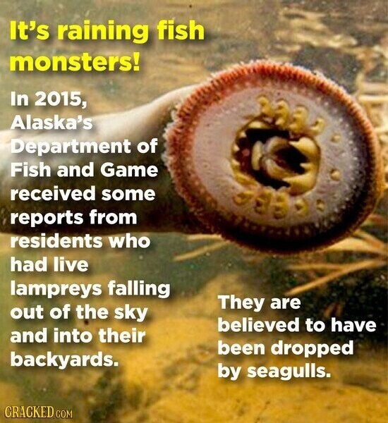 It's raining fish monsters! In 2015, Alaska's Department of Fish and Game received some reports from residents who had live lampreys falling They are out of the sky believed to have and into their been dropped backyards. by seagulls. CRACKED.COM