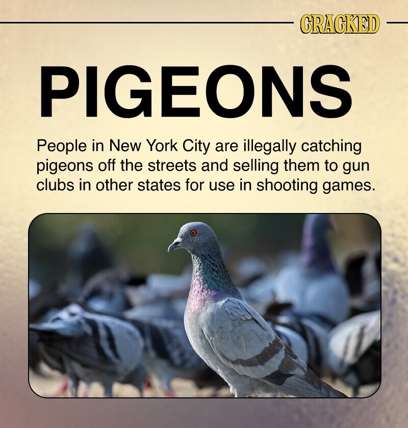 CRACKED PIGEONS People in New York City are illegally catching pigeons off the streets and selling them to gun clubs in other states for use in shooting games.