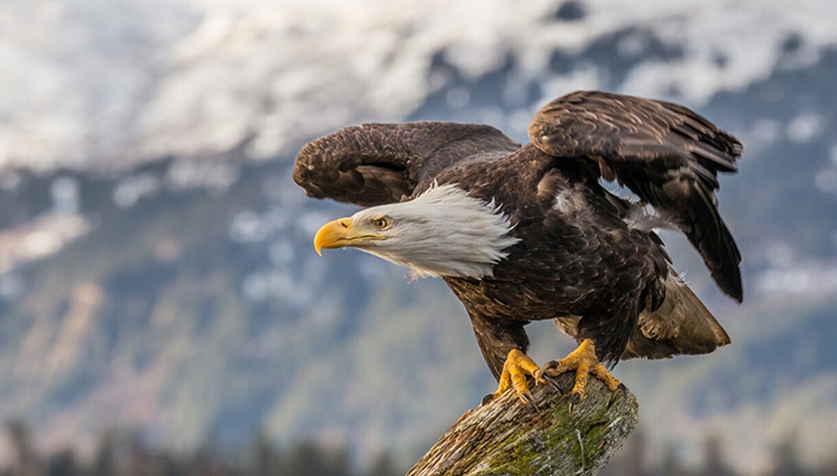 Striking Photos of Yellowstone, America's Unique Land