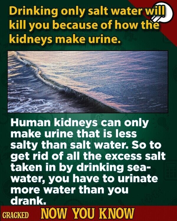 Drinking only salt water will kill you because of how the kidneys make urine. Human kidneys can only make urine that is less salty than salt water. So to get rid of all the excess salt taken in by drinking sea- water, you have to urinate more water than you drank. CRACKED NOW YOU KNOW