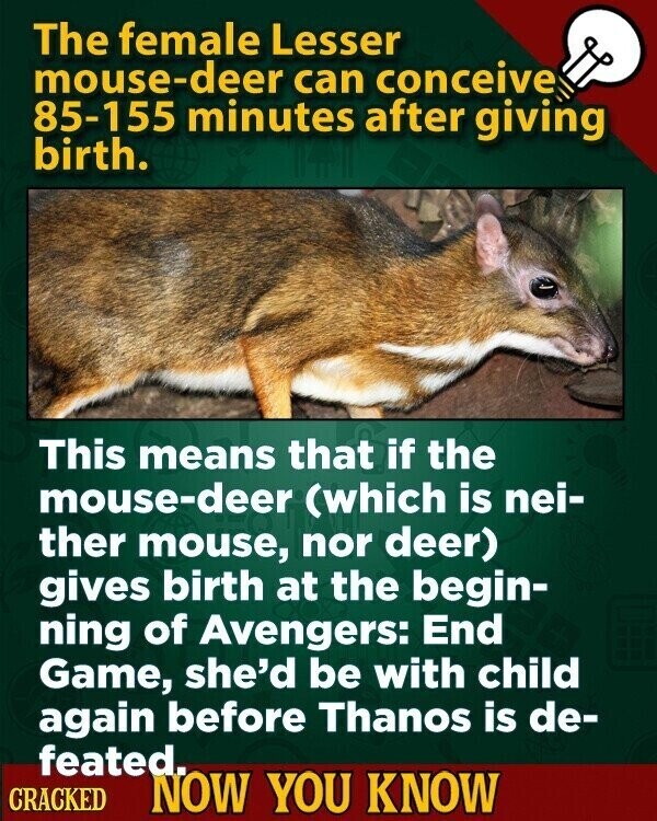 The female Lesser mouse-deer can conceive 85-155 minutes after giving birth. This means that if the mouse-deer (which is nei- ther mouse, nor deer) gives birth at the begin- ning of Avengers: End Game, she'd be with child again before Thanos is de- feated. CRACKED NOW YOU KNOW