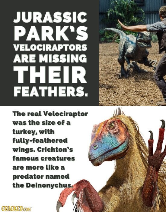 JURASSIC PARK'S VELOCIRAPTORS ARE MISSING THEIR FEATHERS. The real Velociraptor was the size of a turkey, with fully-feathered wings. Crichton's famous creatures are more like a predator named the Deinonychus. GRACKED.COM