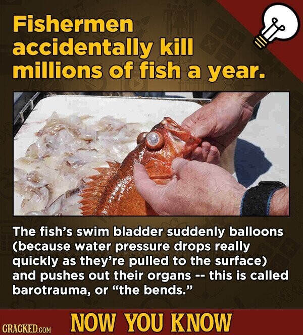 Fishermen accidentally kill millions of fish a year. The fish's swim bladder suddenly balloons (because water pressure drops really quickly as they're pulled to the surface) and pushes out their organs - this is called barotrauma, or the bends. NOW YOU KNOW CRACKED.COM