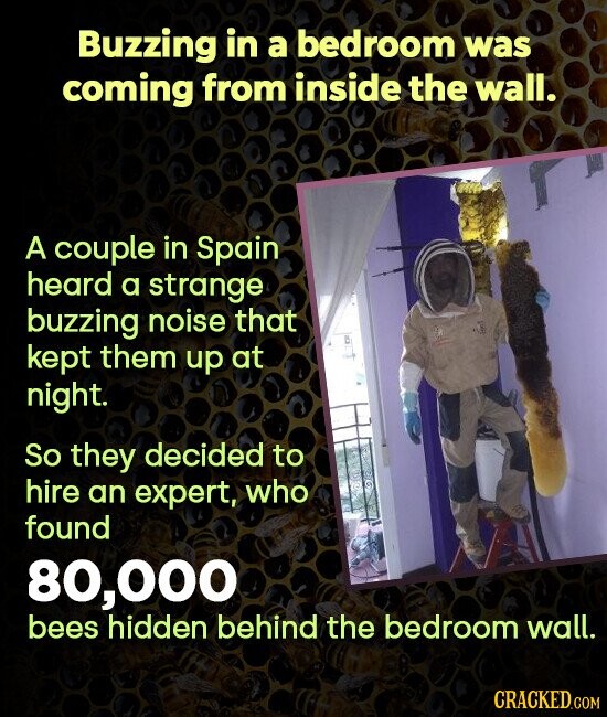 Buzzing in a bedroom was coming from inside the wall. A couple in Spain heard a strange buzzing noise that kept them up at night. So they decided to hire an expert, who found 80,000 bees hidden behind the bedroom wall. CRACKED.COM
