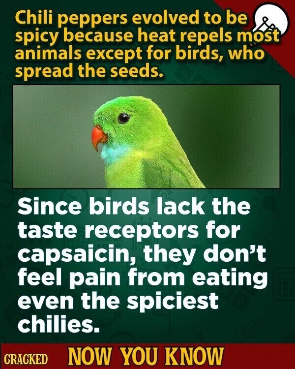 Chili peppers evolved to be spicy because heat repels most animals except for birds, who spread the seeds. Since birds lack the taste receptors for capsaicin, they don't feel pain from eating even the spiciest chilies. CRACKED NOW YOU KNOW