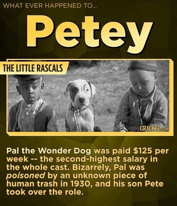 WHAT EVER HAPPENED TO... Petey THE LITTLE RASCALS CRACKED.COM Pal the Wonder Dog was paid $125 per week - - the second-highest salary in the whole cast. Bizarrely, Pal was poisoned by an unknown piece of human trash in 1930, and his son Pete took over the role.