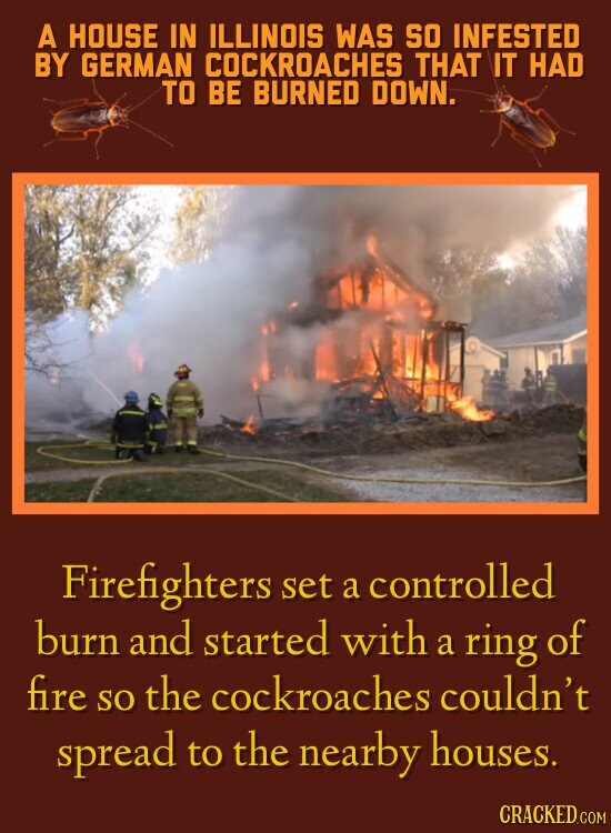 A HOUSE IN ILLINOIS WAS SO INFESTED BY GERMAN COCKROACHES THAT IT HAD TO BE BURNED DOWN. Firefighters set a controlled burn and started with a ring of fire SO the cockroaches couldn't spread to the nearby houses. CRACKED.COM