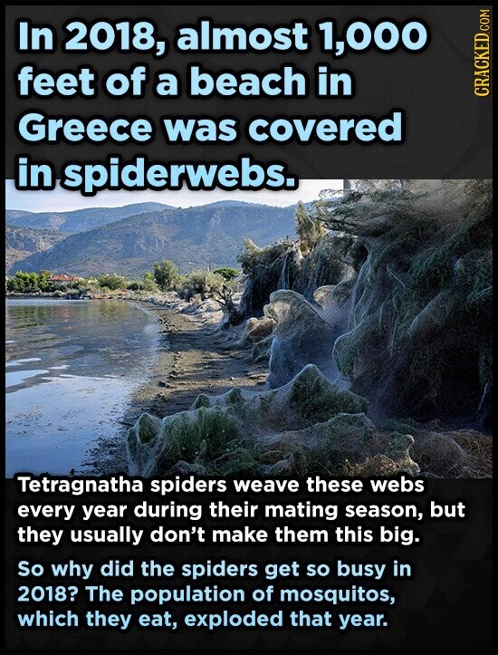 In 2018, almost 1,000 feet of a beach in CRACKED.COM Greece was covered in spiderwebs. Tetragnatha spiders weave these webs every year during their mating season, but they usually don't make them this big. So why did the spiders get so busy in 2018? The population of mosquitos, which they eat, exploded that year.