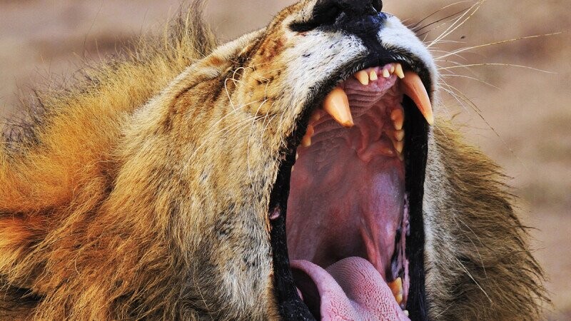 13 Awesomely Badass Now-You-Know Facts About Lions