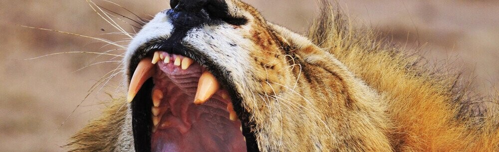 13 Awesomely Badass Now-You-Know Facts About Lions