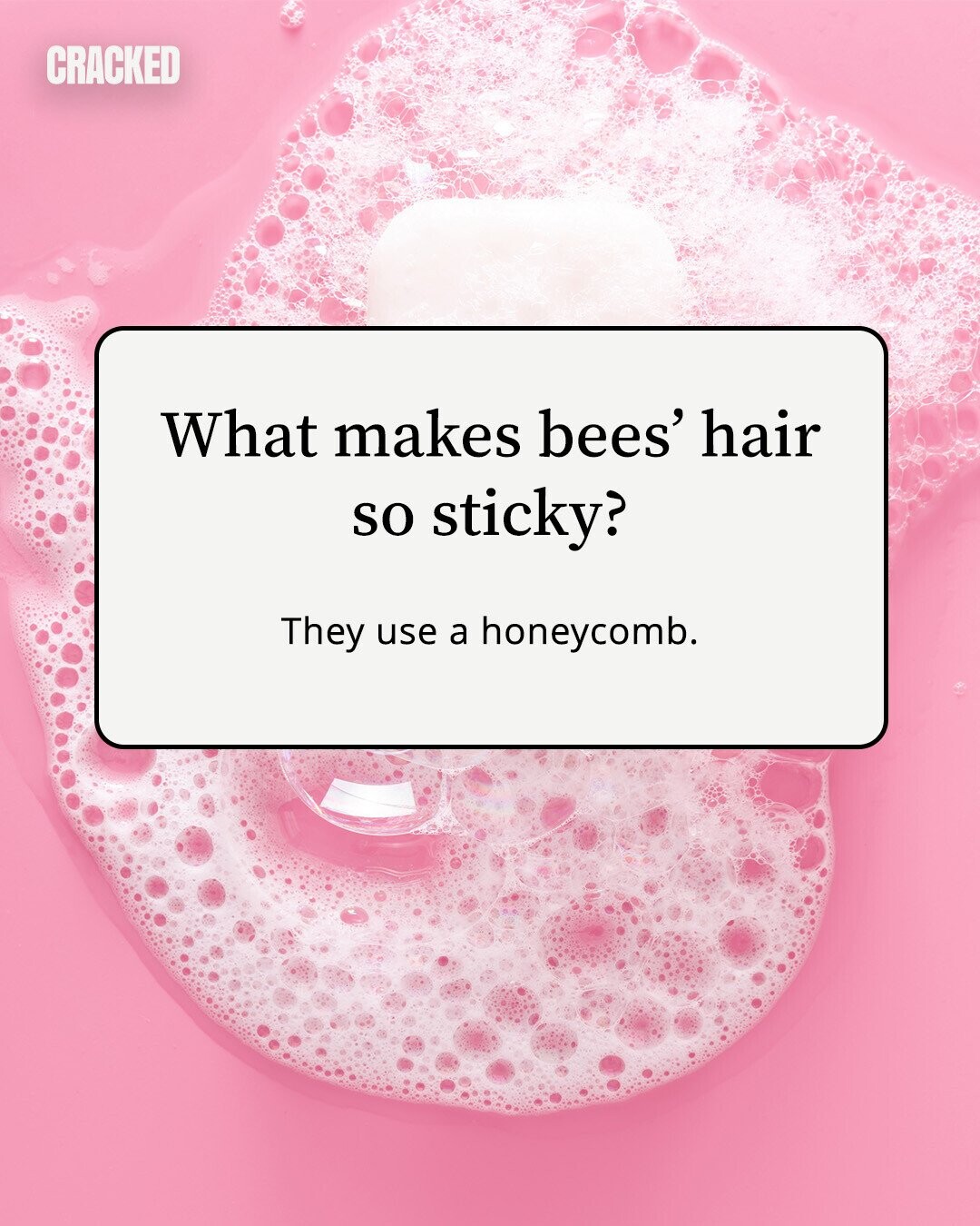 CRACKED What makes bees' hair so sticky? They use a honeycomb. 