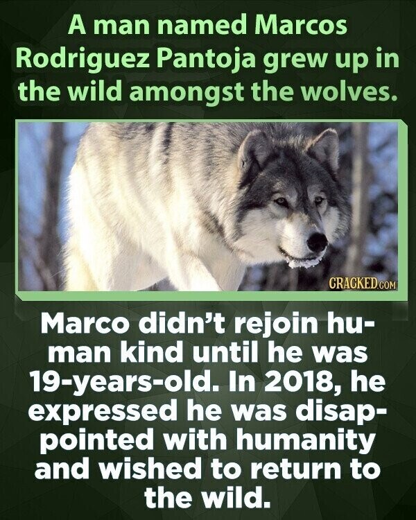 A man named Marcos Rodriguez Pantoja grew up in the wild amongst the wolves. CRACKED.COM Marco didn't rejoin hu- man kind until he was 19-years-old. In 2018, he expressed he was disap- pointed with humanity and wished to return to the wild.