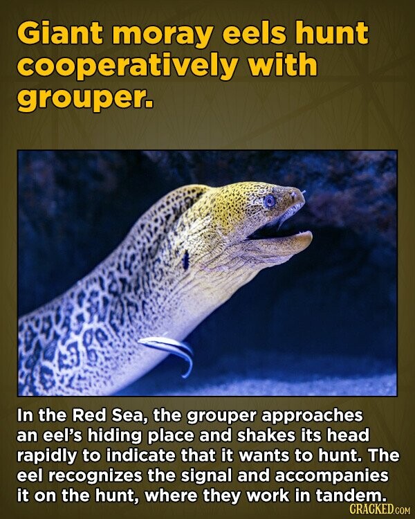 Giant moray eels hunt cooperatively with grouper. In the Red Sea, the grouper approaches an eel's hiding place and shakes its head rapidly to indicate that it wants to hunt. The eel recognizes the signal and accompanies it on the hunt, where they work in tandem. CRACKED.COM