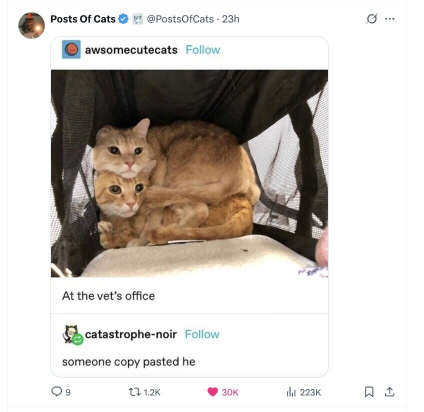 Posts Of Cats @PostsOfCats . 23h G ... awsomecutecats Follow At the vet's office catastrophe-noir Follow tl someone copy pasted he 9 1.2K del 223K 30K 