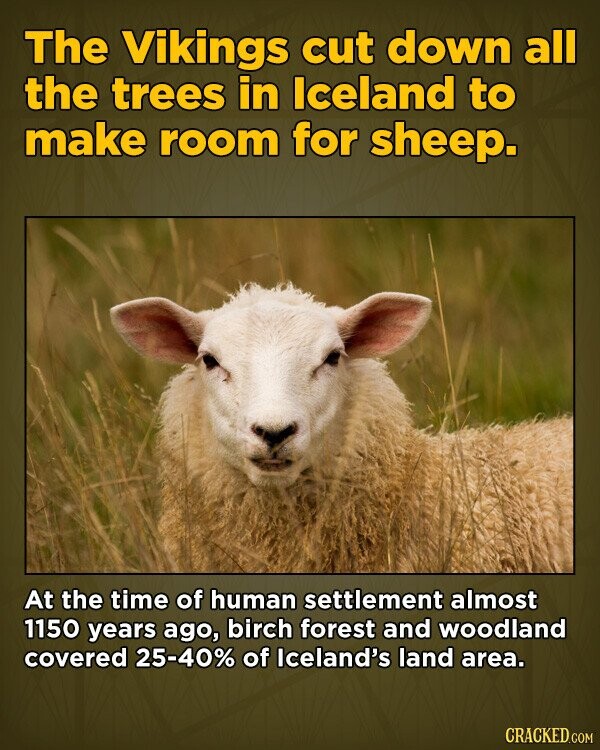 The Vikings cut down all the trees in Iceland to make room for sheep. At the time of human settlement almost 1150 years ago, birch forest and woodland covered 25-40% of Iceland's land area. CRACKED.COM