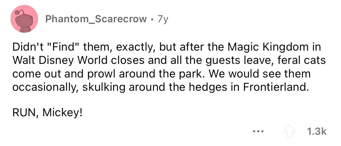 Phantom_Scarecrow 7y Didn't Find them, exactly, but after the Magic Kingdom in Walt Disney World closes and all the guests leave, feral cats come out and prowl around the park. We would see them occasionally, skulking around the hedges in Frontierland. RUN, Mickey! ... 1.3k