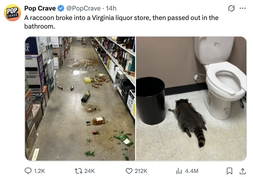Pop Crave @PopCrave 14h ... POP CRAVE A raccoon broke into a Virginia liquor store, then passed out in the bathroom. - AN - ST WHISKY IN WHISKY جمعة w SKY - / 1.2K 24K 212K del 4.4M