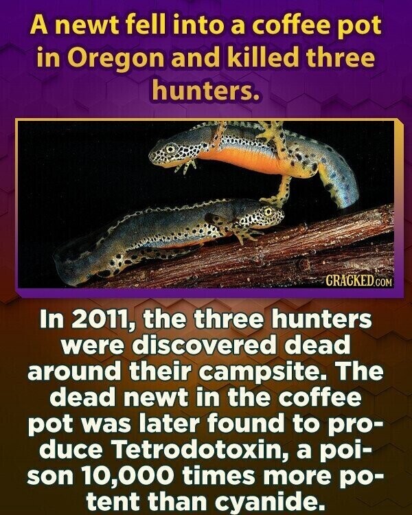 A newt fell into a coffee pot in Oregon and killed three hunters. CRACKED.COM In 2011, the three hunters were discovered dead around their campsite. The dead newt in the coffee pot was later found to pro- duce Tetrodotoxin, a poi- son 10,000 times more po- tent than cyanide.