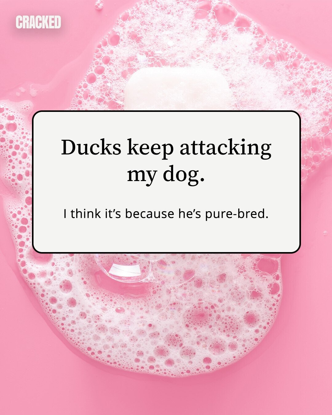 CRACKED Ducks keep attacking my dog. I think it's because he's pure-bred. 