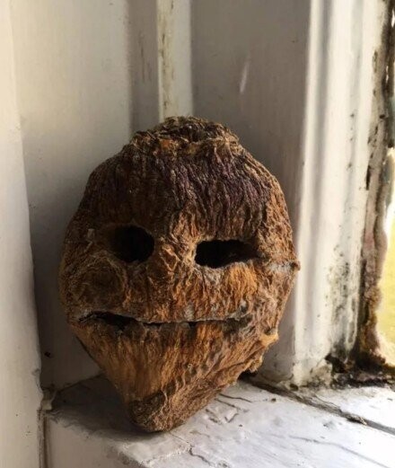 Pathetic Pumpkins That Have Lost the Will to Live