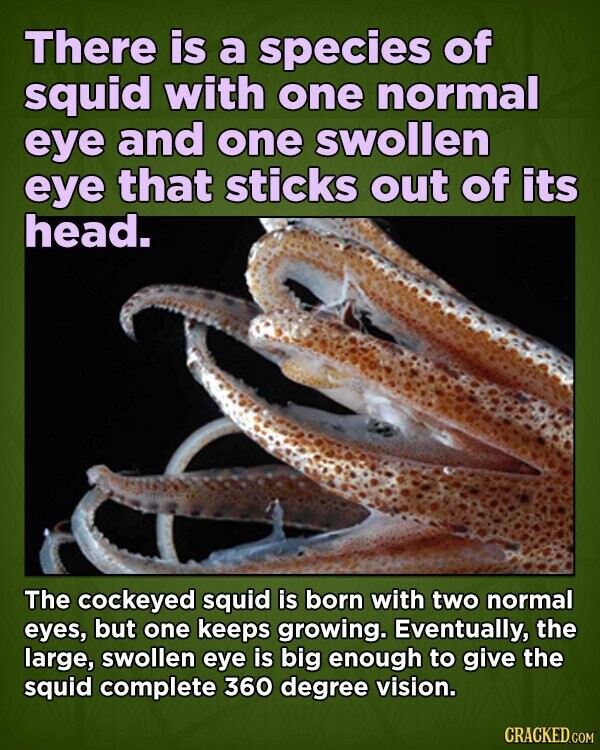 There is a species of squid with one normal eye and one swollen eye that sticks out of its head. The cockeyed squid is born with two normal eyes, but one keeps growing. Eventually, the large, swollen eye is big enough to give the squid complete 360 degree vision. CRACKED.COM
