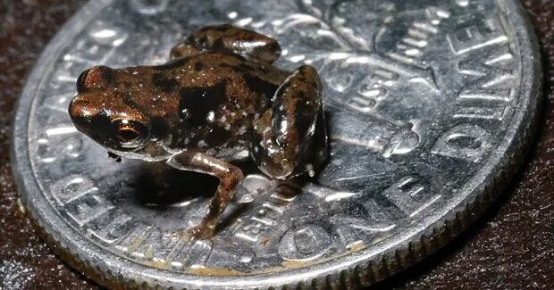 Big And Small Things With Humans For Scale