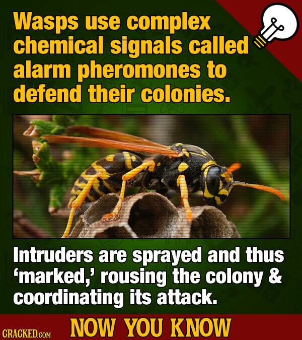 Wasps use complex chemical signals called alarm pheromones to defend their colonies. Intruders are sprayed and thus 'marked,' rousing the colony & coordinating its attack. NOW YOU KNOW CRACKED.COM