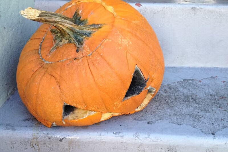 Pathetic Pumpkins That Have Lost the Will to Live