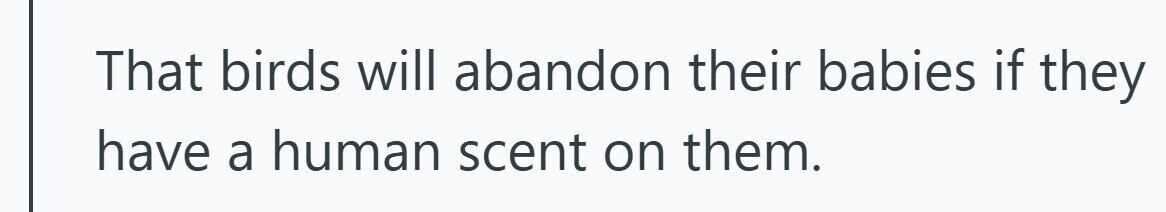 That birds will abandon their babies if they have a human scent on them.