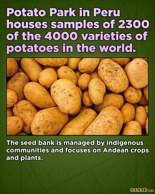 Potato Park in Peru houses samples of 2300 of the 4000 varieties of potatoes in the world. The seed bank is managed by indigenous communities and focuses on Andean crops and plants. CRACKED.COM