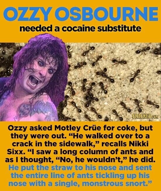 OZZY OSBOURNE needed a cocaine substitute CRACKED.COM Ozzy asked Motley Crüe for coke, but they were out. Не walked over to a crack in the sidewalk, recalls Nikki Sixx. I saw a long column of ants and as I thought, No, he wouldn't, he did. Не put the straw to his nose and sent the entire line of ants tickling up his nose with a single, monstrous snort.