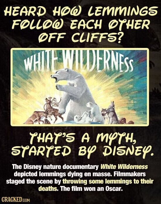 HEARD HOW LEMMINGS FOLLOW EACH OTHER OFF CLIFFS? WHITE WILDERNESS THAT'S A MYTH, STARTED BY DISNEY. The Disney nature documentary White Wilderness depicted lemmings dying en masse. Filmmakers staged the scene by throwing some lemmings to their deaths. The film won an Oscar. CRACKED.COM