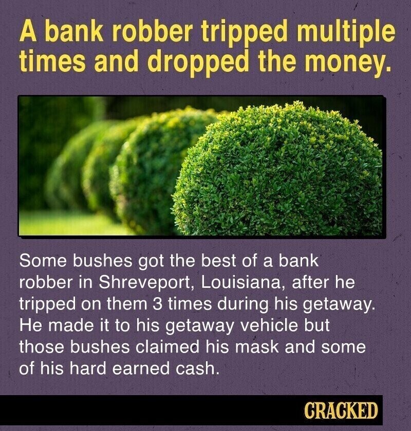 A bank robber tripped multiple times and dropped the money. Some bushes got the best of a bank robber in Shreveport, Louisiana, after he tripped on them 3 times during his getaway. Не made it to his getaway vehicle but those bushes claimed his mask and some of his hard earned cash. CRACKED