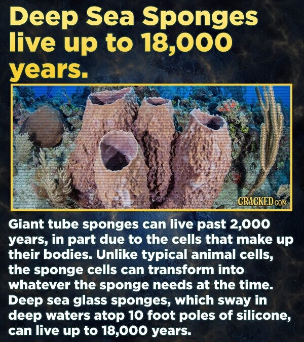 Deep Sea Sponges live up to 18,000 years. CRACKED.CO COM Giant tube sponges can live past 2,000 years, in part due to the cells that make up their bodies. Unlike typical animal cells, the sponge cells can transform into whatever the sponge needs at the time. Deep sea glass sponges, which sway in deep waters atop 10 foot poles of silicone, can live up to 18,000 years.