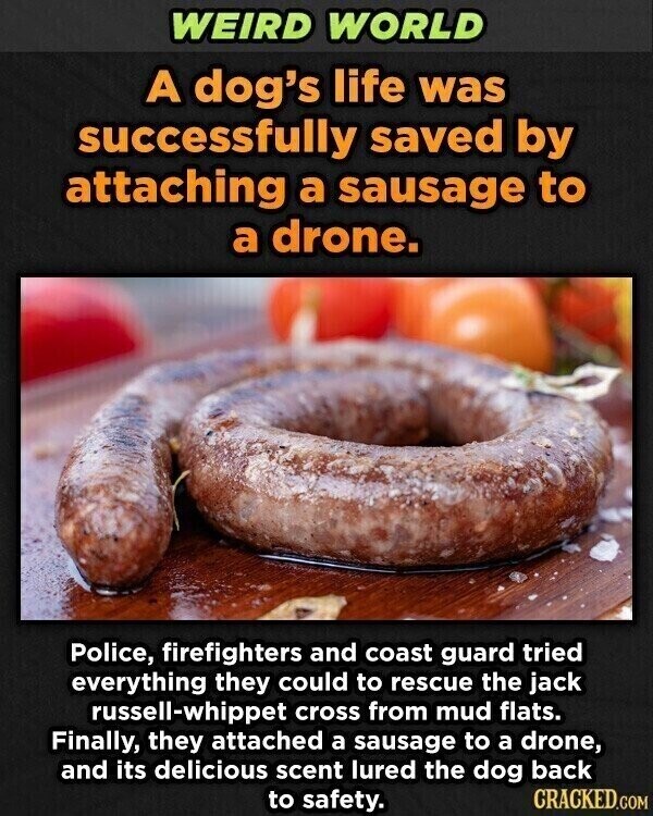 WEIRD WORLD A dog's life was successfully saved by attaching a sausage to a drone. Police, firefighters and coast guard tried everything they could to rescue the jack russell-whippet cross from mud flats. Finally, they attached a sausage to a drone, and its delicious scent lured the dog back CRACKED.COM to safety.