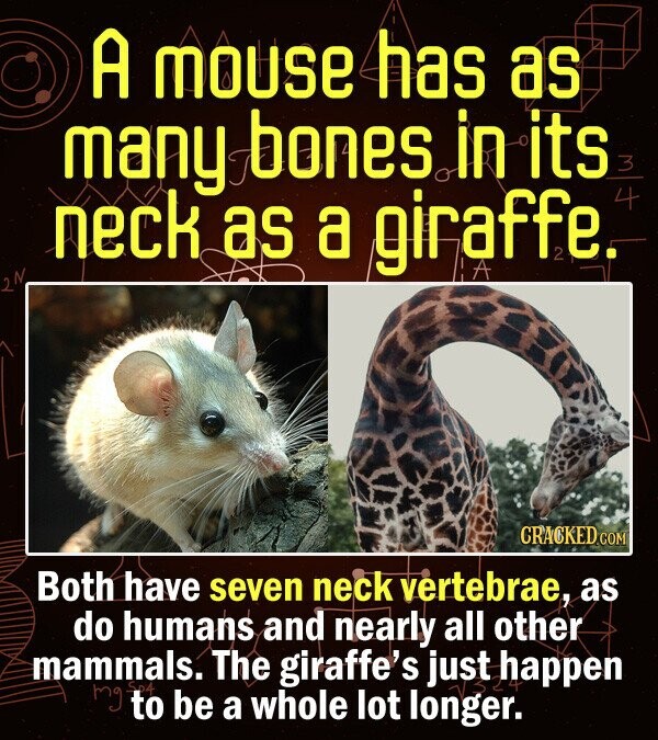 A Mouse has as many bones in its neck as a giraffe. Both have seven neck vertebrae, as do humans and nearly all other mammals. The giraffe's just happen Mg to be a whole lot longer.